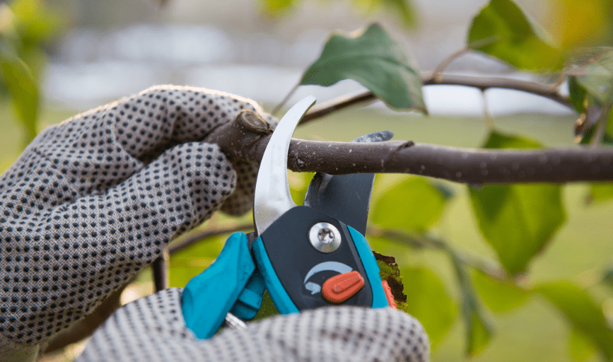 Hyatt Tree Service